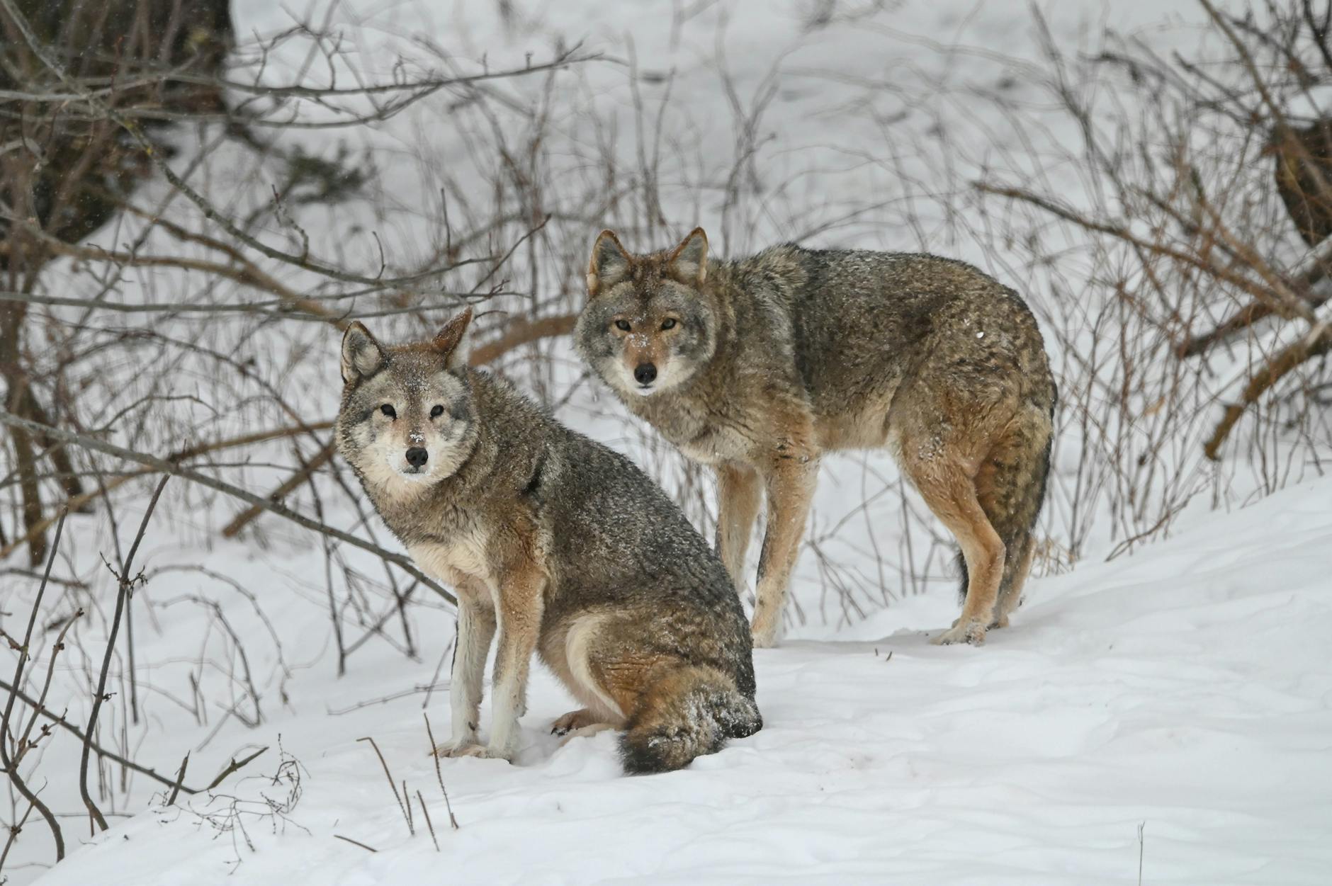 coyotes in snow